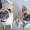 [VIDEO] Together This Pug and French Bulldog Make Quite the Duo! Find Out Why…