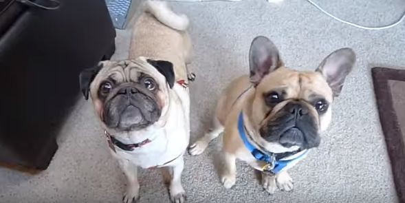 pug and french bulldog