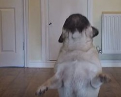 (VIDEO) Pug Has a Secret Agenda When Dad Leaves. Now Watch Some EPIC Pug Moves!