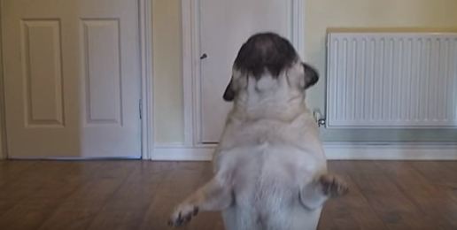 pug dancing