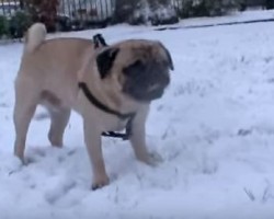 [VIDEO] Leon the Pug’s First Adventure in the Snow – Watch to See How He Responds!