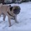 [VIDEO] Leon the Pug’s First Adventure in the Snow – Watch to See How He Responds!