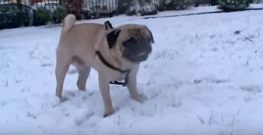 pug experiencing snow