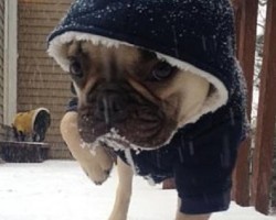 9 Dogs That Are Ruffing out the Cold Winter Weather and Loving it!