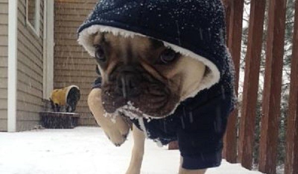 pug in the snow
