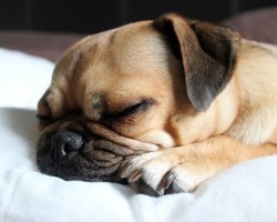 Why Getting a Pug May Not Be the Best Decision for You…