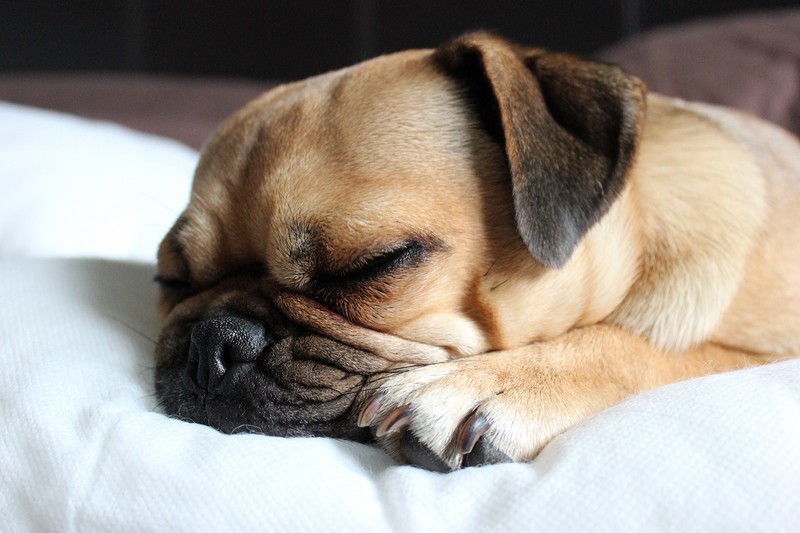 pug sleeping