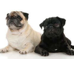 Fascinating Facts You Didn’t Know About Your Pug (Until Now)!