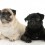 Fascinating Facts You Didn’t Know About Your Pug (Until Now)!