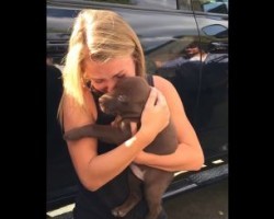 [VIDEO] Boyfriend Proposes AND Gifts Girlfriend with a Puppy – How He Incorporates the Two, Watch and See!