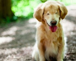 Dog Without Eyes Brings Happiness to Those With Disabilities and Illnesses – So Touching!