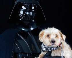 The Force Awakens – How Star Wars is Helping Pets for Adoption