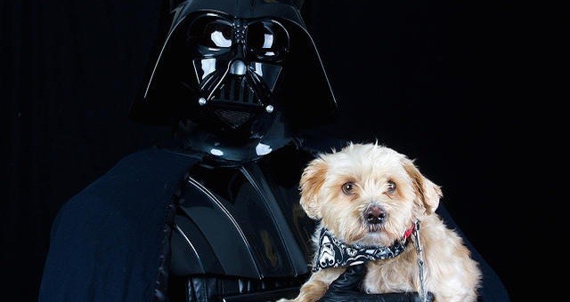 star wars dog