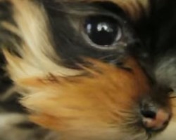 [VIDEO] Adorable Yorkie Puppies Will Steal Your Heart… They’re SO Cute!