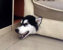 Dog Meets Couch and Then the Meeting Goes Haywire When He Gets Stuck