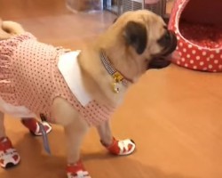 Who’s More Excited About This Pug’s Outfit? The Owners or the Pug?! LOL – YOU Decide!
