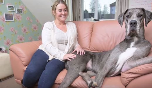 Britain's largest dog