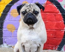 This Doug the Pug Interview Will Give You New Insight Behind One of Your Favorite Pug Celebrities!