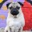 This Doug the Pug Interview Will Give You New Insight Behind One of Your Favorite Pug Celebrities!
