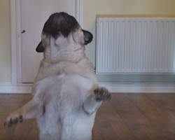 Pug’s Secret Activity is… Dancing?! I Didn’t Even Think Moves Like His Were Possible!