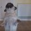 Pug’s Secret Activity is… Dancing?! I Didn’t Even Think Moves Like His Were Possible!