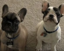 Go Behind the Scenes During a Day in the Life of Two French Bulldog Sisters