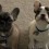 Go Behind the Scenes During a Day in the Life of Two French Bulldog Sisters