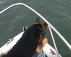 When a German Shepherd Sees Dolphins, How He Responds to Them is SO Unexpected, You Won’t Even Believe it!