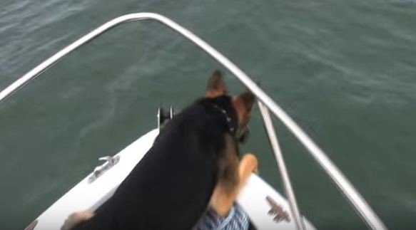 German Shepherd staring at dolphins