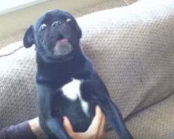 When This Pug Doesn’t Like a Cat, You’ll Never Guess What He Does Next – Insane!