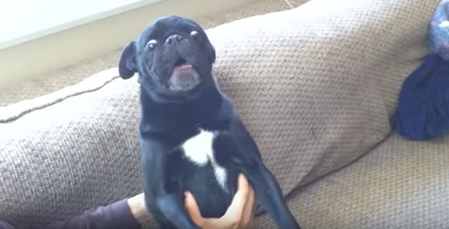 Sampson the pug's temper tantrum