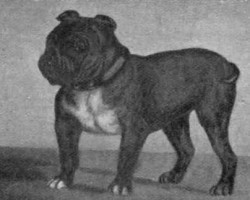 Woah! Check out These 6 Extinct Dog Breeds You Didn’t Even Know Once Existed