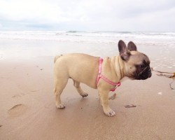 Two French Bulldogs Visit the Beach and Their Joy is Contagious! Watch This to See What I Mean!