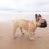 Two French Bulldogs Visit the Beach and Their Joy is Contagious! Watch This to See What I Mean!