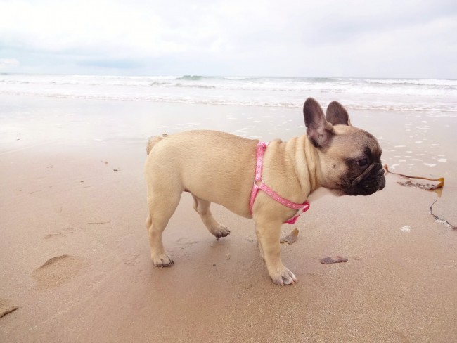 baby French Bulldog at the beach