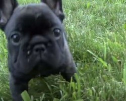 There’s NEVER Enough Facts You Can Learn About Your Frenchie – Check These Out!