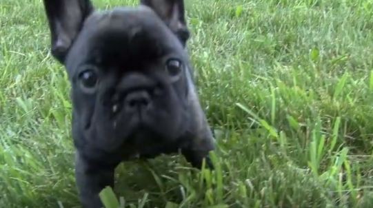 baby French Bulldog on the grass