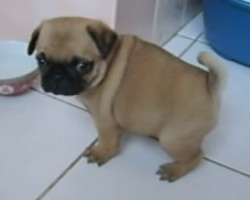 Aww… This Baby Pug is SO Cute – I Just Can’t Get Enough of Her!