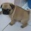 Aww… This Baby Pug is SO Cute – I Just Can’t Get Enough of Her!