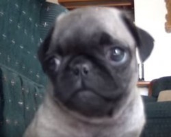 Baby Pug Tries to Steal the Show by Doing This – Soo Cute!