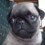 Baby Pug Tries to Steal the Show by Doing This – Soo Cute!