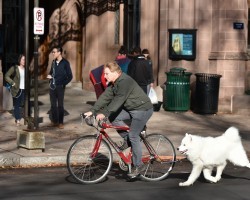 Why Bicycle Safety is Important While Biking with Your Pooch