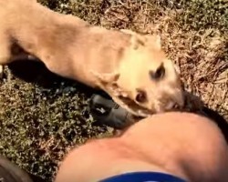 A Bike Rider Touches Our Hearts by Doing the Sweetest Thing for a Dog in Need…