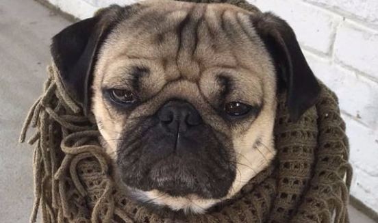 cold pug