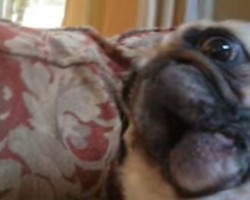 Pug and Another Dog ‘Communicate’ in a Hilarious Fashion – Screaming and Barking?!
