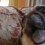 Pug and Another Dog ‘Communicate’ in a Hilarious Fashion – Screaming and Barking?!