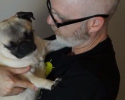 Pug vs Dad Kisses – Watch and See Who Wins!