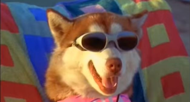 dog breed with sunglasses