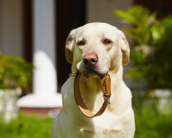 Why Selecting the Right Collar is Essential to Keeping Your Pooch Safe From Harm