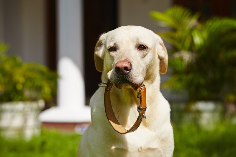 dog holding dog collar